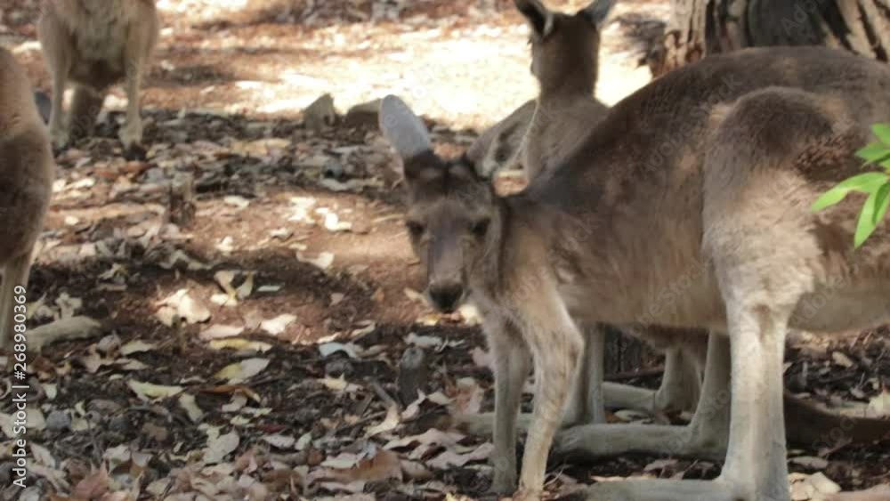 group of kangaroos in the forest resting group of kangaroos in the forest resting