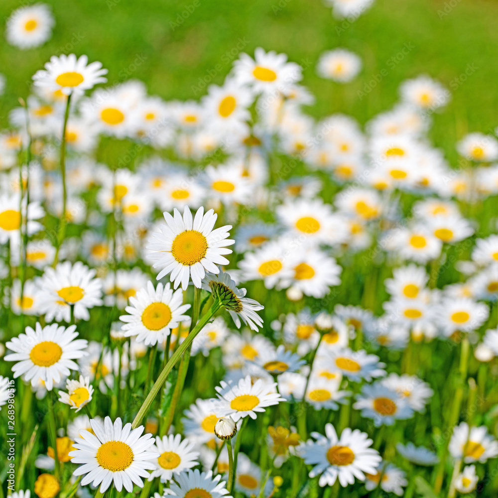 Blühende Margeriten, Leucanthemum Blühende Margeriten, Leucanthemum