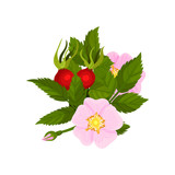 Two pink flowers with red lines on a white background. Vector illustration.