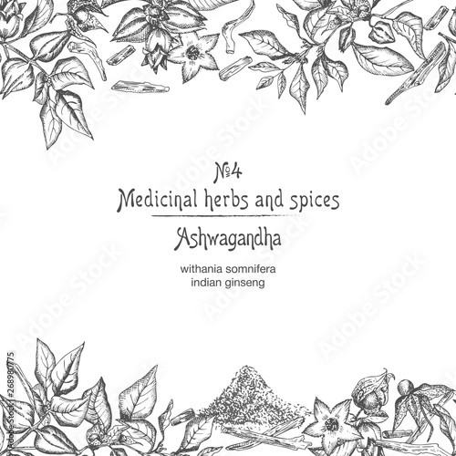 Ashwagandha seamless border frame pattern hand drawn with berries, lives and branch in black color on white background. Retro vintage graphic design Botanical sketch drawing