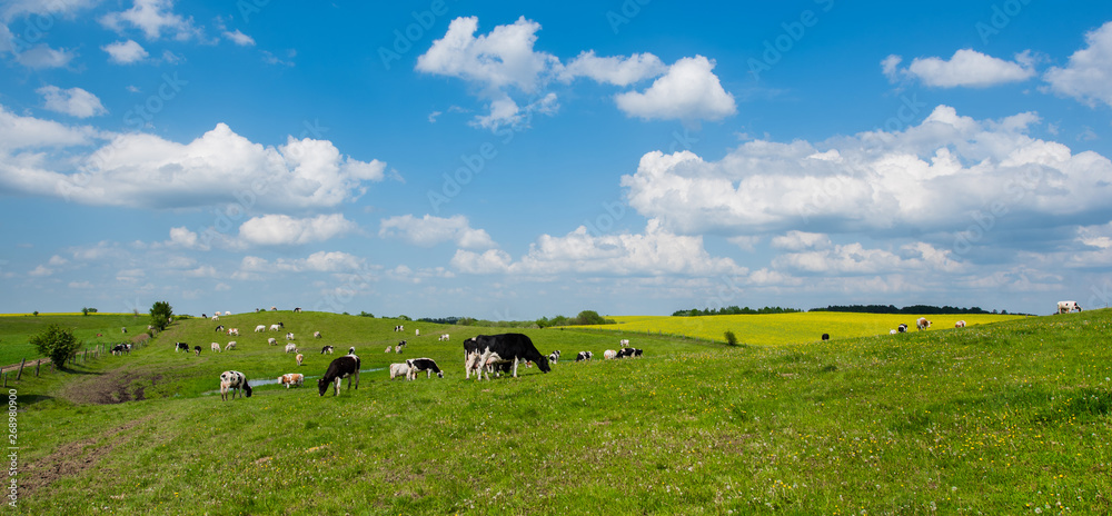 White-black Dutch cows eating grass. Cow on a meadow, pasture on a beautiful sunny spring day. White-black Dutch cows eating grass. Cow on a meadow, pasture on a beautiful sunny spring day.
