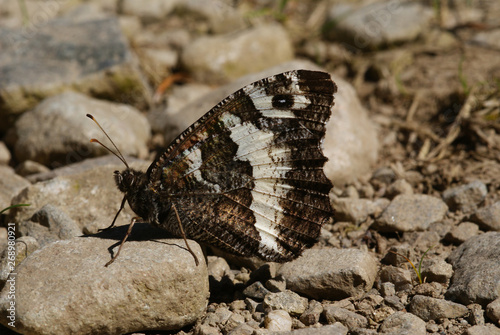 Brintesia circe (FABRICIUS, 1775) Weißer Waldportier FR, Vogesen, Grand Ballon 31.07.2012 photo