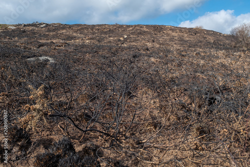 A burnt field blacken after a bush fire, the first new buds just starting to pop through, nobody in image