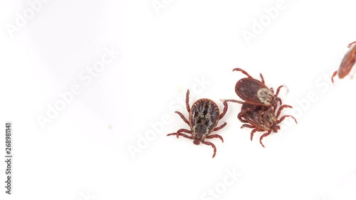 lot of Mites crawling along white surface. Dangerous parasite which spreading terrible diseases like meningitis and borreliose. 4K resolution video 3840X2160 photo