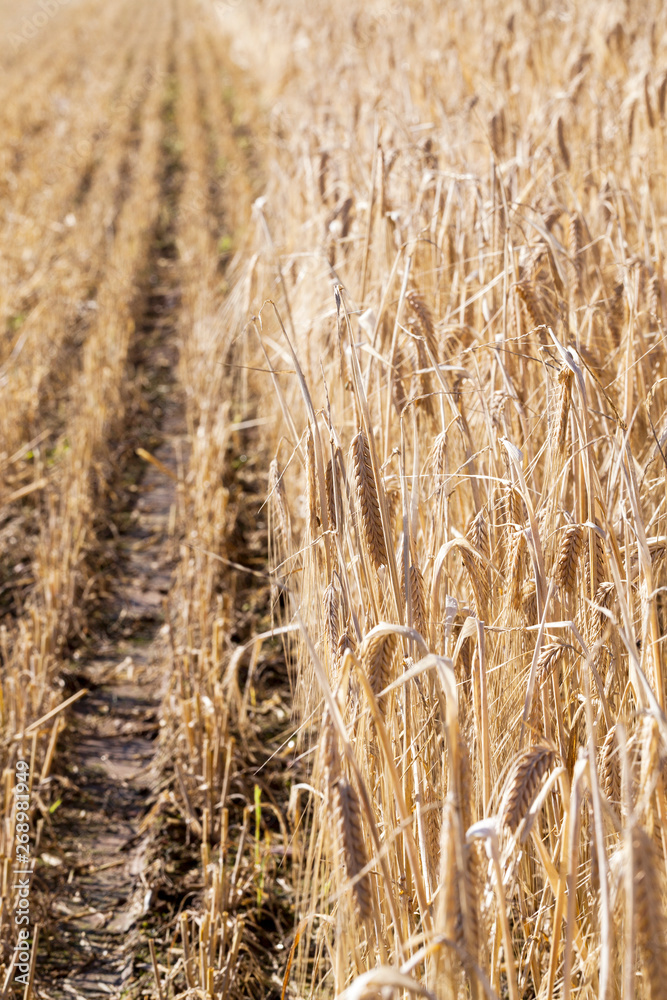 Fototapeta premium the agricultural field