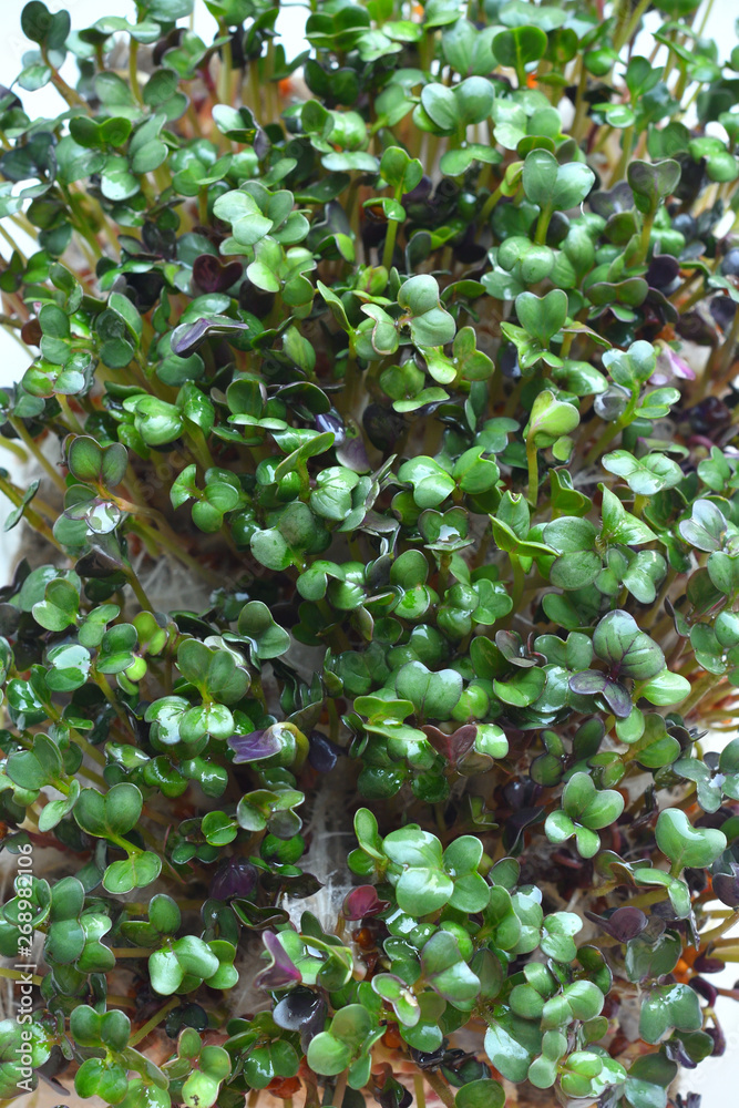 Microgreens sprouts. Macro. Healthy eating concept Microgreens sprouts. Macro. Healthy eating concept
