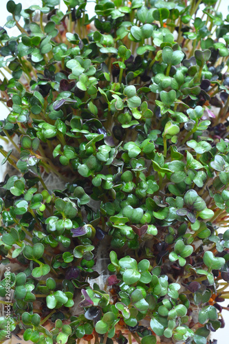 Microgreens sprouts. Macro. Healthy eating concept