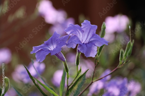 Beautiful purple flowers in garden
