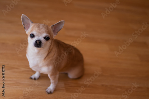 Light dog chihuahua on linoleum. Chihuahua sits on the floor. A pet. A little dog. © alenka2194