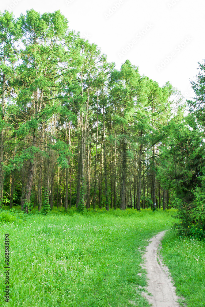 Park trail lies among the trees. Park trail lies among the trees.