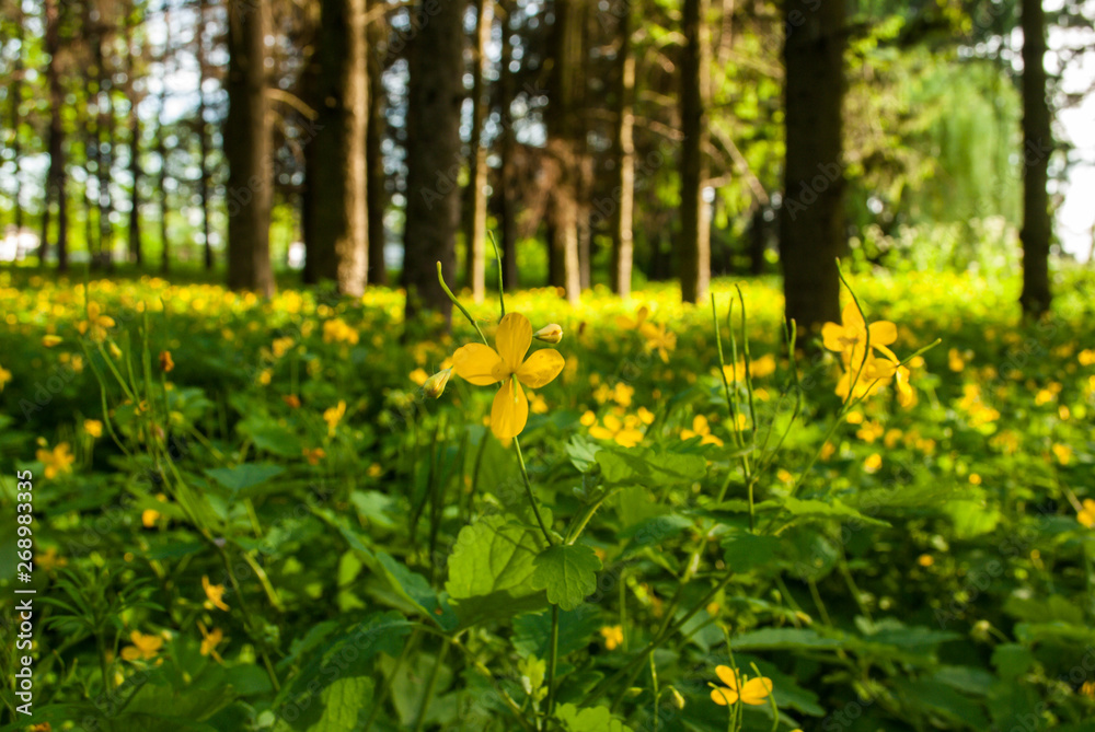 Fototapeta premium Landscape, flowers of celandine and trees in the background