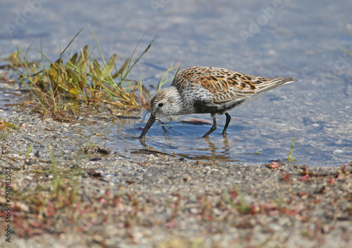 Foto Close-up photo of dunlin in blue water of estuary being fed