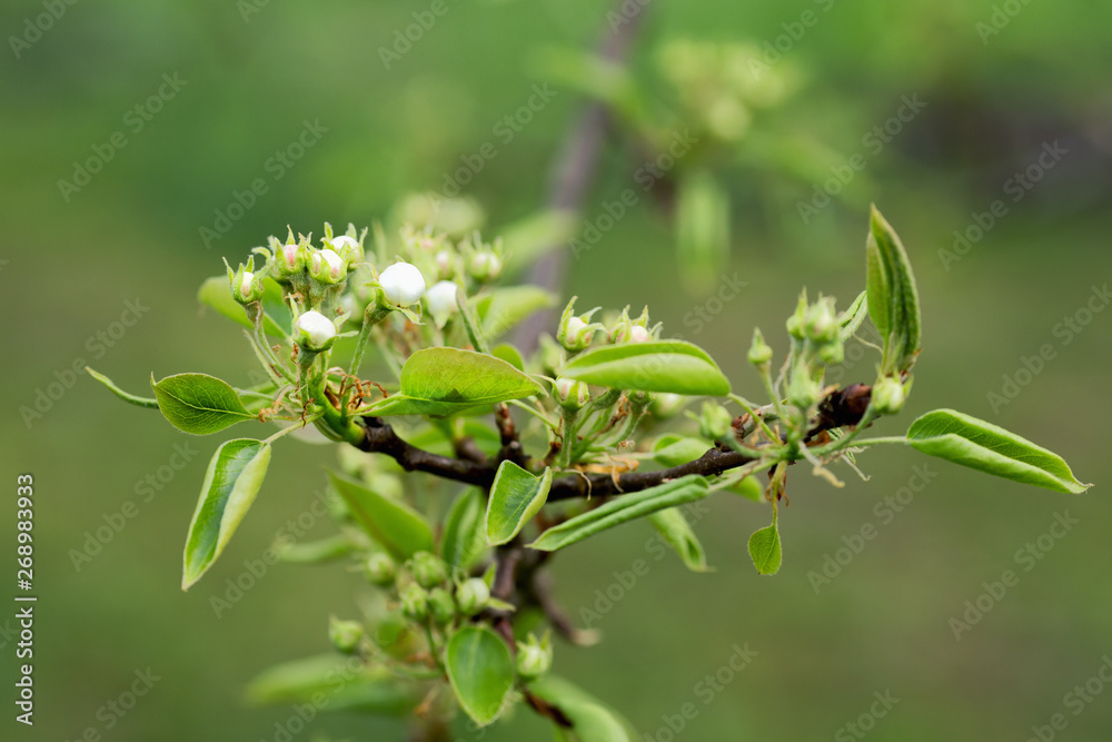 leaves and buds of pear flowers on a spring afternoon leaves and buds of pear flowers on a spring afternoon