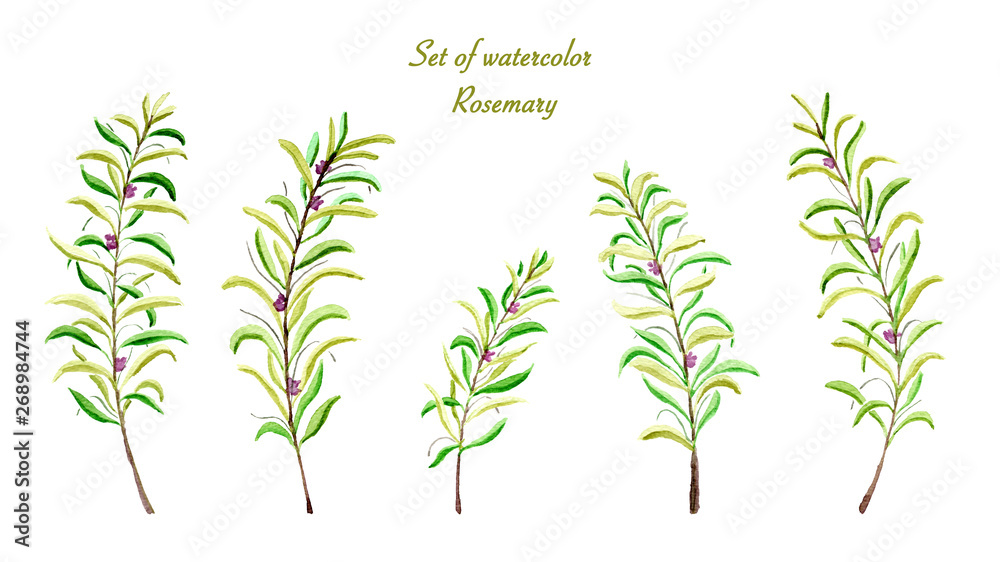 Fototapeta premium Set of collection rosemary watercolor