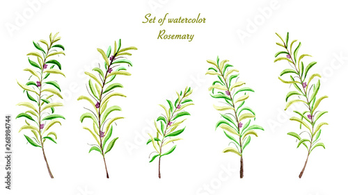 Set of collection rosemary watercolor