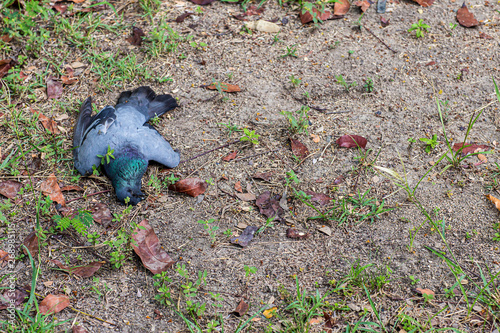 Remains of poor black bird, Plague of bird, Avian Influenza type A H5N1, Plague from Poultry