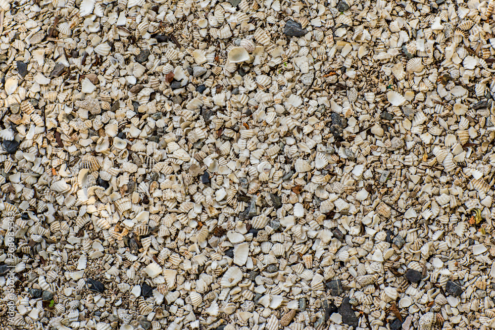 Background of small shells on the sea shore. Various small shell yard texture on the beach. background texture sea sand with shells and small stones . Background of small shells on the sea shore. Various small shell yard texture on the beach. background texture sea sand with shells and small stones .
