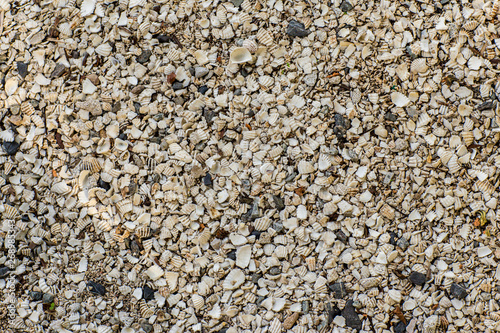 Background of small shells on the sea shore. Various small shell yard texture on the beach. background texture sea sand with shells and small stones .
