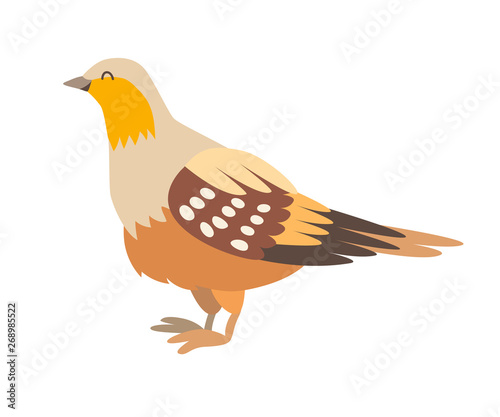 Sand grouse icon vector illustration. Cartoon style partridge bird, isolated on a white background