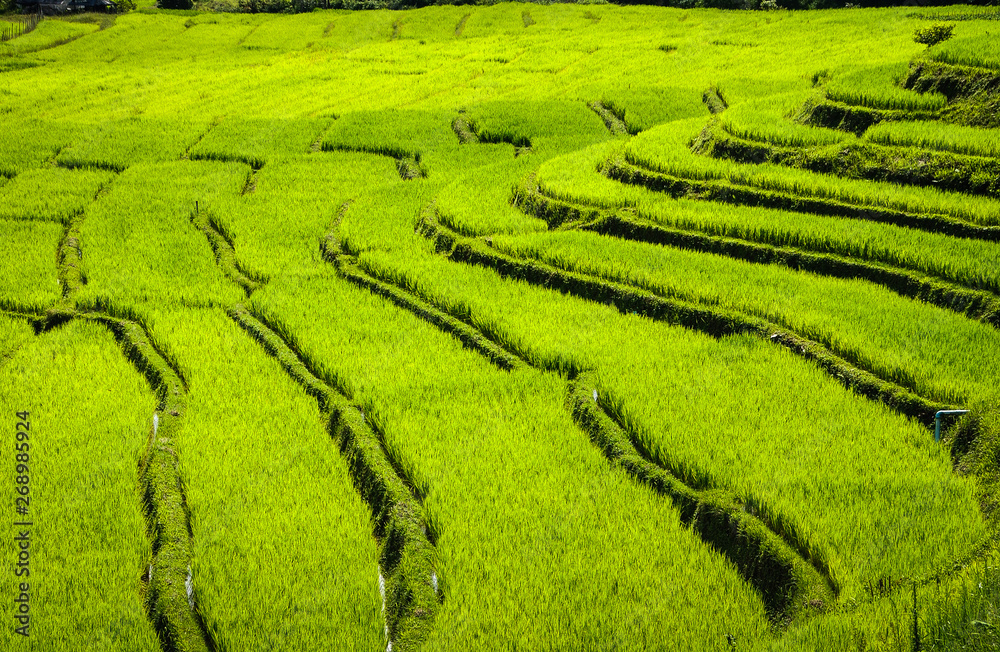 Remarkable scene of green terraces rice field with sunlight and shadow in the morning on high mountain Chiang Mai, Thailand.
