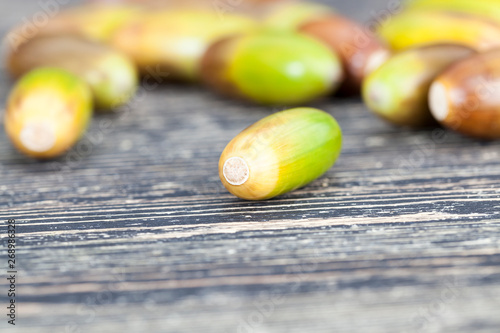 beautiful colorful acorns