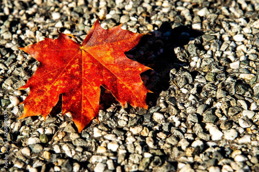 Colorful red maple leaf on the natural environment background. Colorful red maple leaf on the natural environment background.