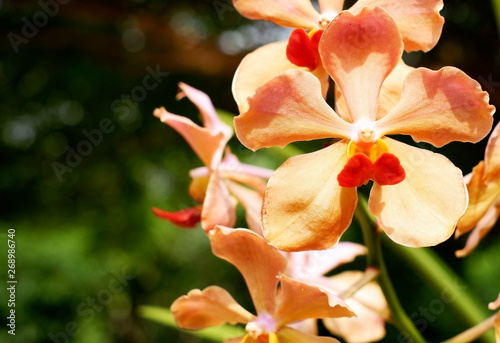 orange orchid blooming in garden