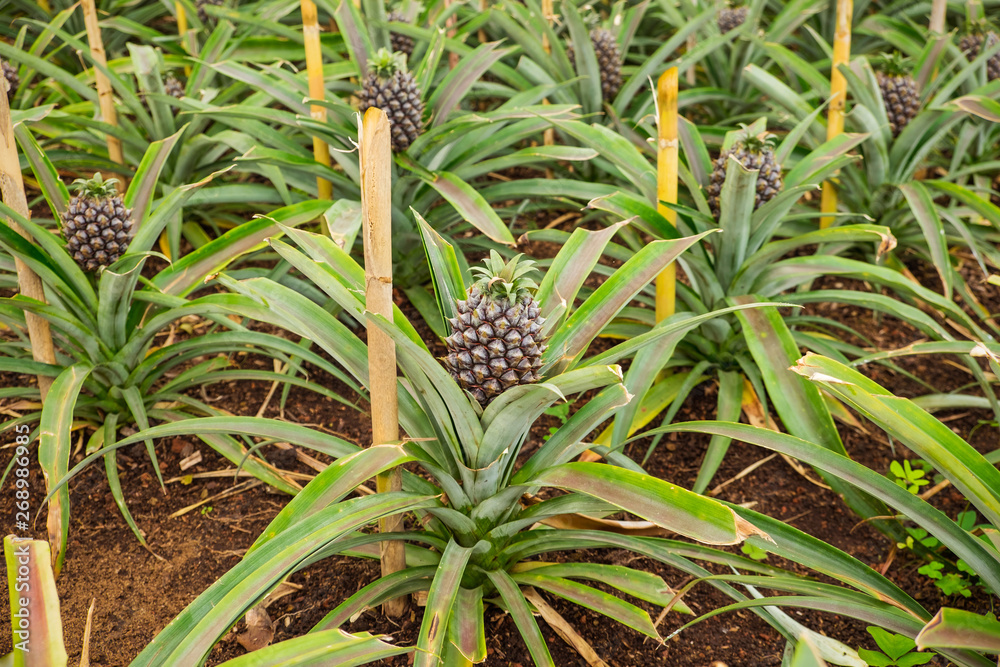 Young sweet pineapple growing on a farm in the greenhouse on the Azores. Young sweet pineapple growing on a farm in the greenhouse on the Azores.