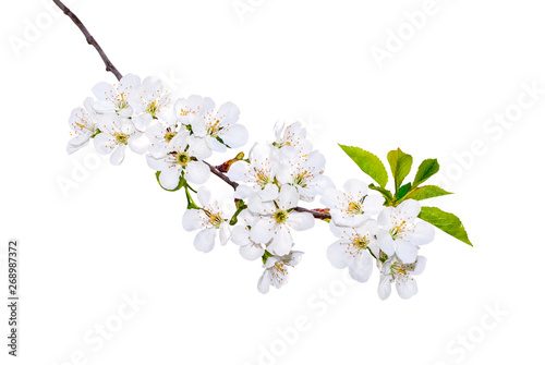 Branch of white spring blossom in soft focus. Shallow DOF. Isolated on white. Path included.