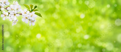 Spring nature blossom web banner. Blurred space for text.
