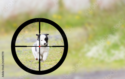 Hunting a small Border Collie