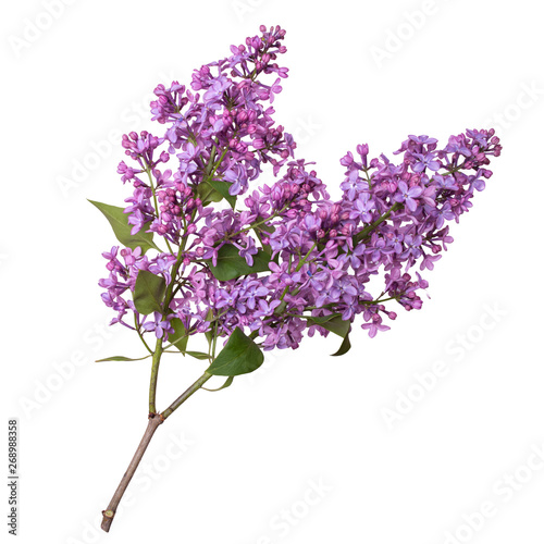 Lilac branch isolated on white background. Beautiful spring flowers