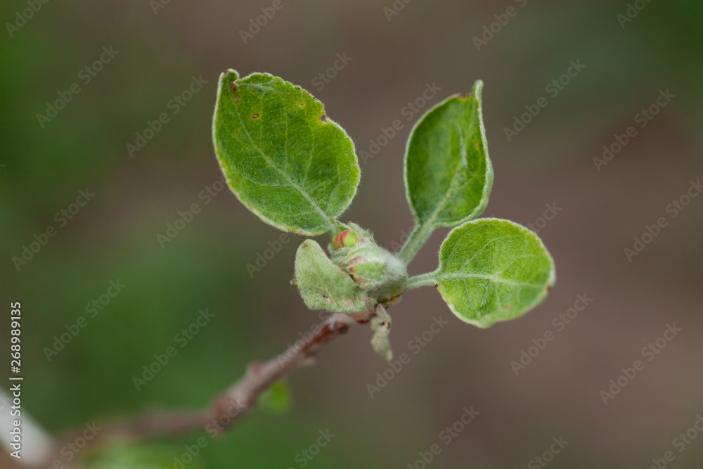 Small new leaves on an apple tree branch. Spring in the garden. Selection focus. Shallow depth of field Small new leaves on an apple tree branch. Spring in the garden. Selection focus. Shallow depth of field