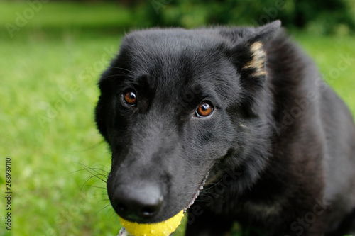 Black dog  German Shepherd playing outside  with a ball in the mouth