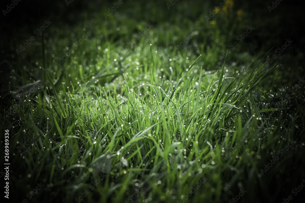 Flowers and dew on the grass. Spring in the garden. Selection focus. Shallow depth of field. Toned