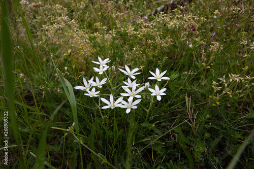 White Flower