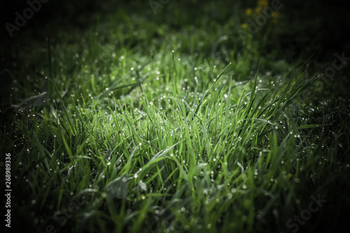 Flowers and dew on the grass. Spring in the garden. Selection focus. Shallow depth of field. Toned