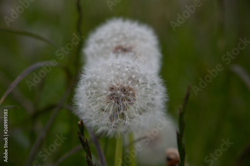 Dandelion