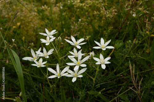White flower