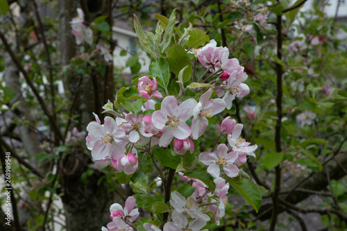 Cherry bloosom