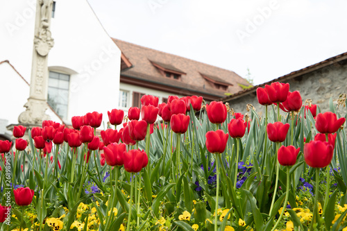 Tulips