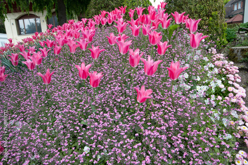 Tulip
