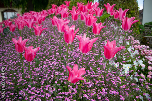 Tulip