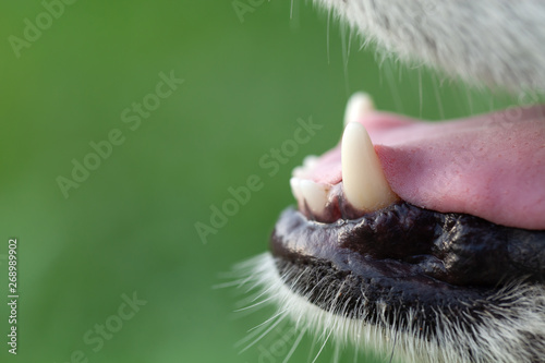 Alaskan Malamute breed dog close up. Selection focus. Shallow depth of field © strannik_fox
