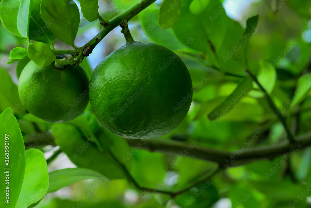 Lemon on the tree