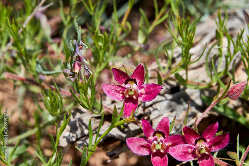 Close up Macro of Crimosn Beak Ratany Flowers in West Texas.