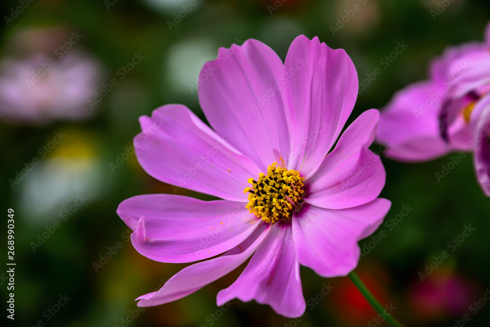 Starship is a very beautiful flower. Unfortunately, it is odorless. Starship is a very beautiful flower. Unfortunately, it is odorless.