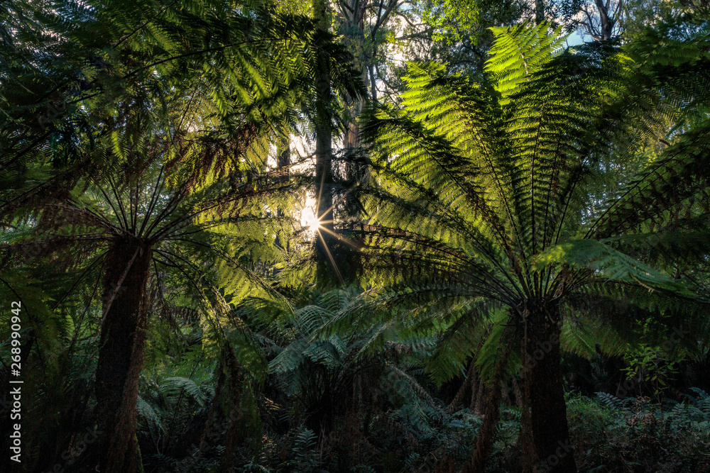 Maits Rest Rainforest Walk, Great Otway National Park, Victoria, Australia Maits Rest Rainforest Walk, Great Otway National Park, Victoria, Australia
