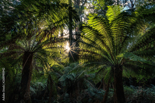Fototapeta Naklejka Na Ścianę i Meble -  Maits Rest Rainforest Walk, Great Otway National Park, Victoria, Australia