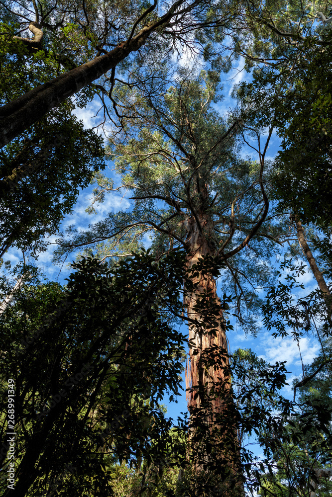 Fototapeta premium Maits Rest Rainforest Walk, Great Otway National Park, Victoria, Australia